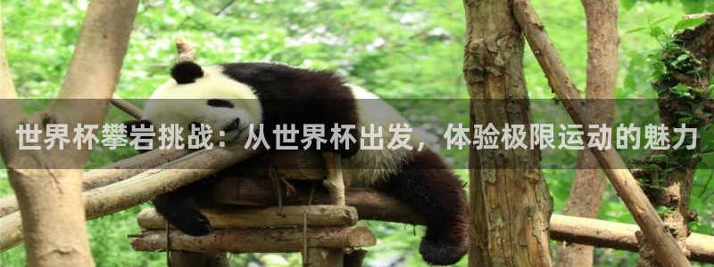 2026世界杯亚洲预选赛赛程：世界杯攀岩挑战：从世界杯出发，体验极限运动的魅力