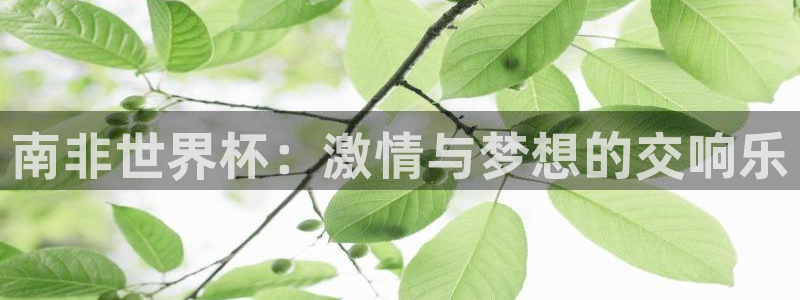 2026足球世界杯：南非世界杯：激情与梦想的交响乐